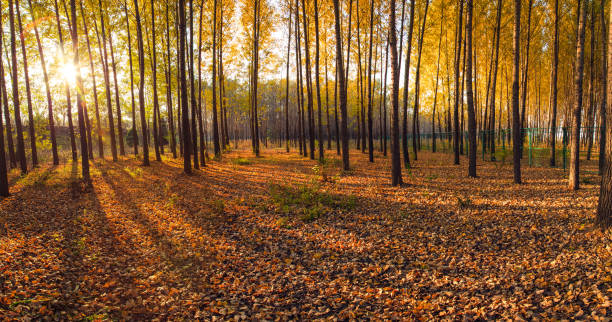 istock Golden autumn scene 1079057578