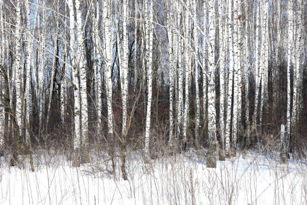 istock Black and white birch trees with birch bark in winter on snow 1079057690