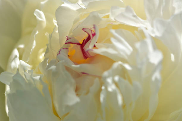 istock White peonies in the garden. 1079058060