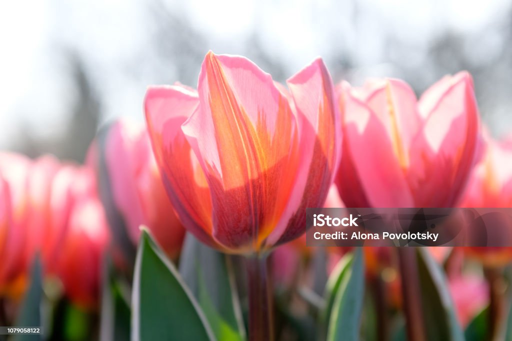 Multicolored tulips. Pink tulips Fresh spring flowers.Colorful. Selective focus used  In garden Keukenhof Agricultural Field Stock Photo