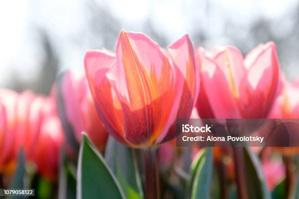 Multicolored Tulips Pink Tulips Fresh Spring Flowerscolorful Selective Focus Used In Garden Keukenhof Stock Photo - Download Image Now