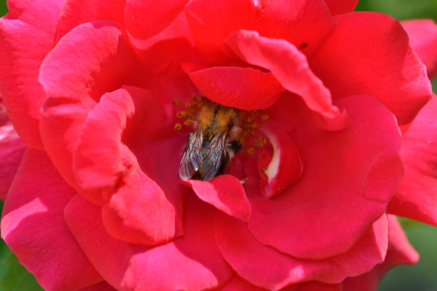 istock Fresh , red rose in the garden 1079058218