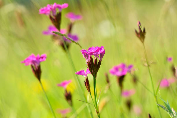 Wild flowers,Carthusian Pink (Dianthus carthusianorum )