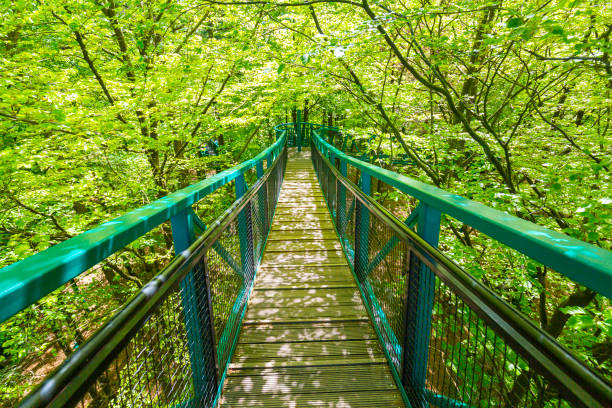 istock Manmade structure and bridge to experience a treetops adventure challenge in a forest 1079058770