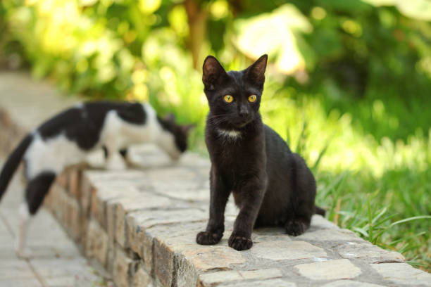 istock Stray black cat sitting on pavement curb, another one in background, blurred sun lit green harden behind 1079059540