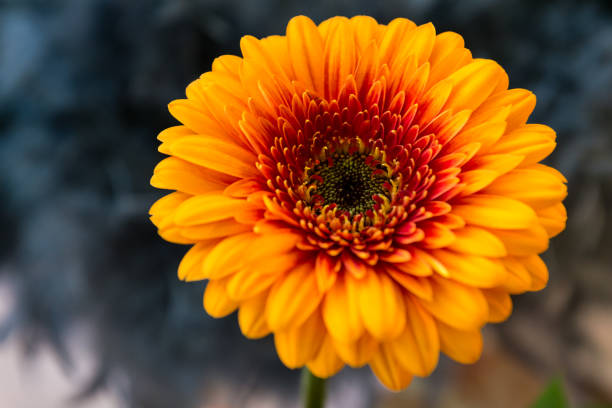 istock Yellow Gerbera flower, Daisy 1079060508