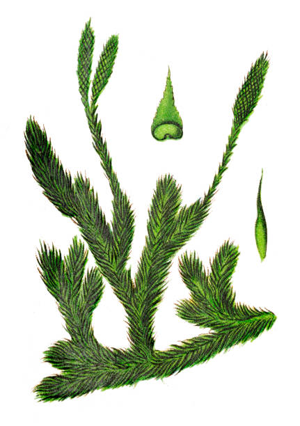 Lycopodium clavatum (common club moss, stag's-horn clubmoss, running clubmoss, or ground pine Illustration of  a Lycopodium clavatum (common club moss, stag's-horn clubmoss, running clubmoss, or ground pine lycopodiaceae stock illustrations