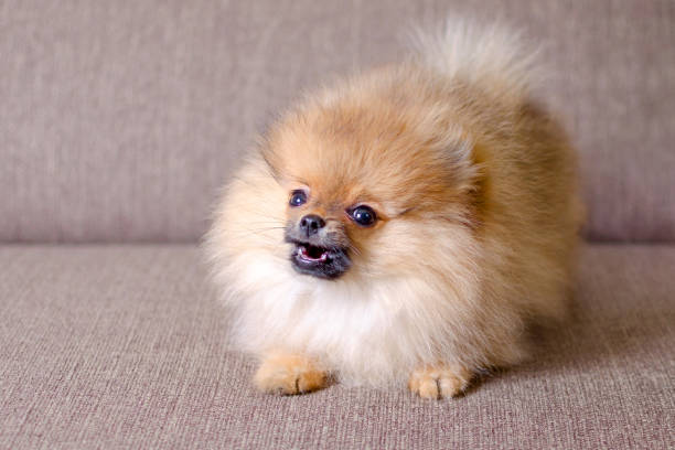 divertente piccolo cucciolo pomeraniano abbaiare sul divano - comportamento animale foto e immagini stock