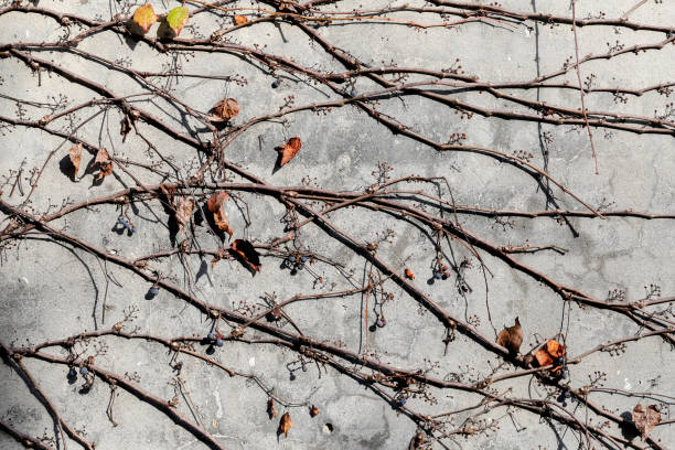istock light wall with ivy. plant texture or background 1079065932