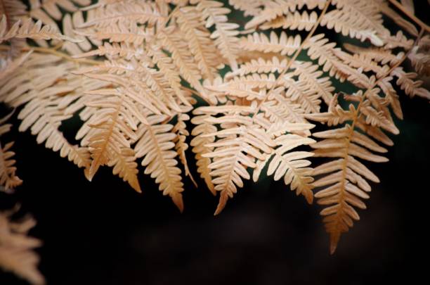 istock Golden Are The Ferns 1079067706