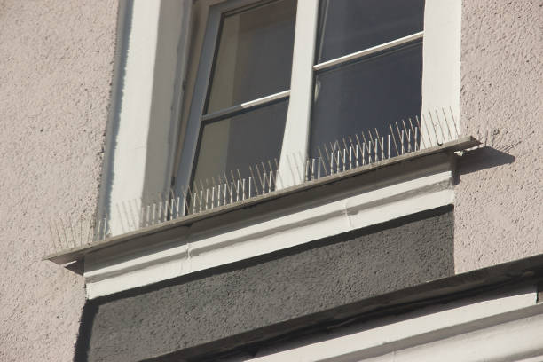 part of the facade of the building with plastic spikes against pigeons. the design does not allow birds to sit down and shit. Vertical plastic spikes in two rows keep the house from pigeon droppings part of the facade of the building with plastic spikes against pigeons. the design does not allow birds to sit down and shit. Vertical plastic spikes in two rows keep the house from pigeon droppings.part of the facade of the building with plastic spikes against pigeons. the design does not allow birds to sit down and shit. Vertical plastic spikes in two rows keep the house from pigeon droppings. spiked stock pictures, royalty-free photos & images