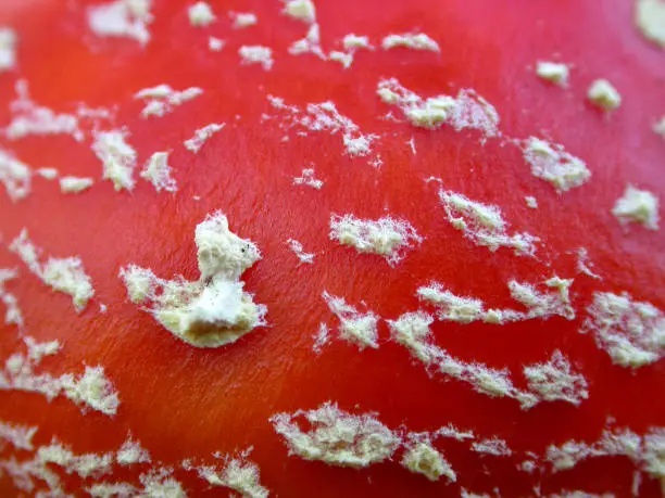 Mushroom Amanita muscaria close-up