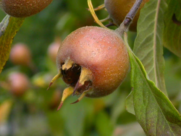 istock Close-up - Medlar - 001 1079071480