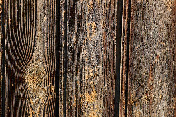 istock texture brown boards. the wood texture. background 1079071986