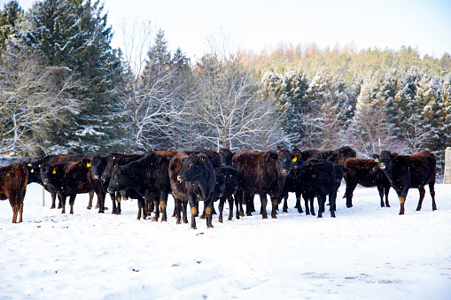 Purebred, Japanese Black, Wagyu, or Wagu, beef cattle in a snowy field in the winter.  Purebred herd with a Japanese bred bull.