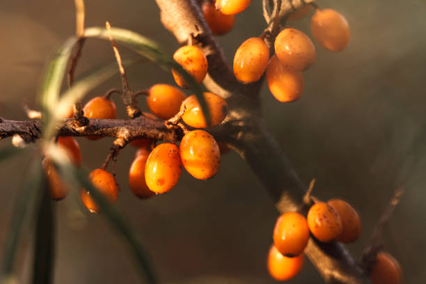 el espino amarillo en otoño - sea buckthorn fotografías e imágenes de stock