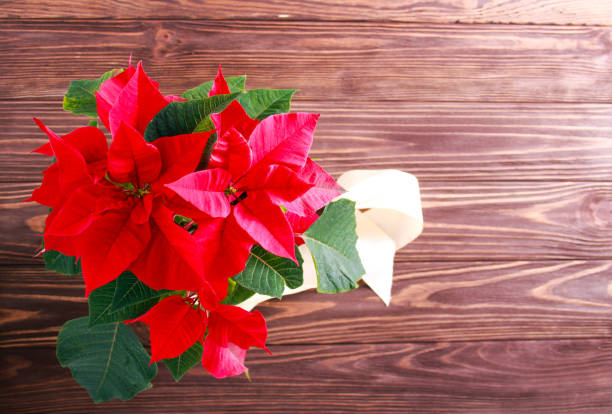 istock Christmas Flower - poinsettia 1079076786