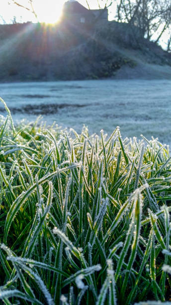 istock Frozen grass and leaves closeup. Hoar frost plants 1079077824