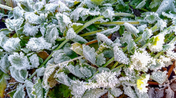 istock Frozen grass and leaves closeup. Hoar frost plants 1079077880