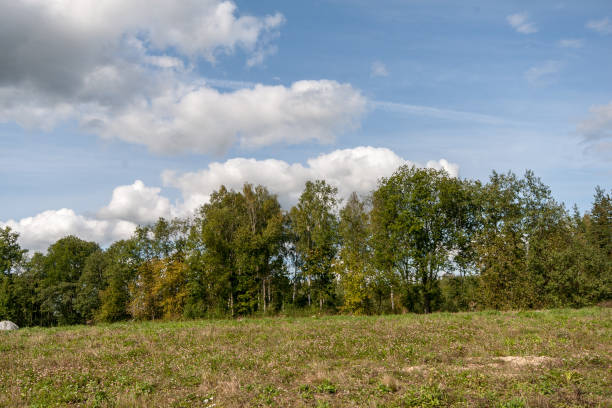 istock bushes and trees in autumn mist in green meadow 1079080712