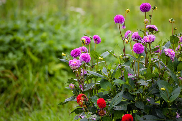 istock wild random flowers blooming in nature 1079081232