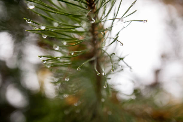 istock Closeup of Christmas-tree background 1079085120
