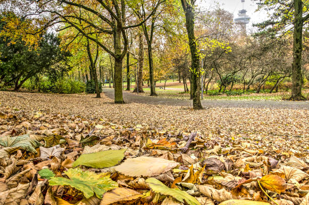 Dramatic autumn morning scene in a park during sunrise.