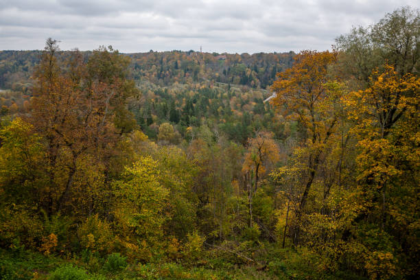 istock bushes and trees in autumn mist in green meadow 1079087142