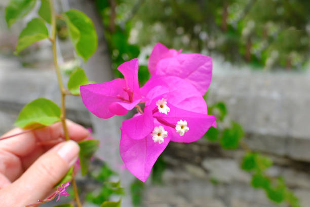 Closeup of pink bourgainvillea flower whose branch is being held by hand.