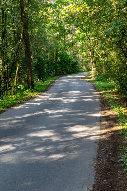 istock asphalt wavy road in forest in summer 1079093490