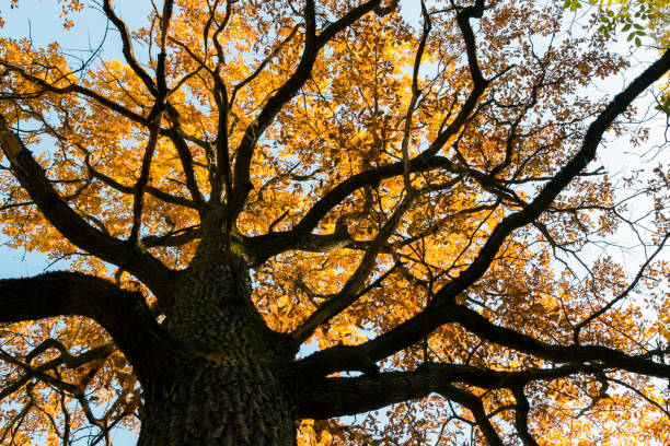 Yellow leaf mossy oak in autumn