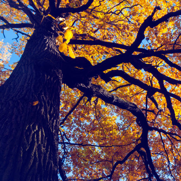 istock Yellow mossy oak in autumn 1079094202