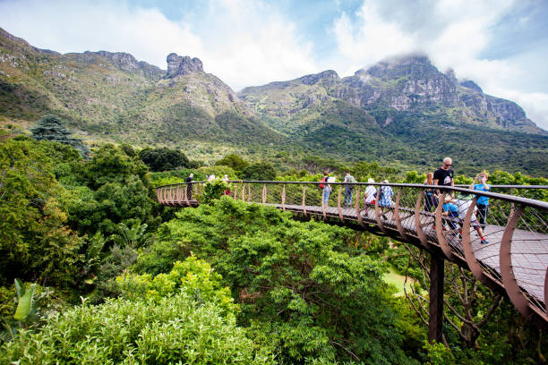 Tree canopy walkway in Kirstenbosch gardens, Cape Town, South Africa stock photo