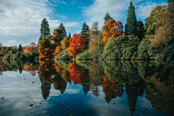 A fiery display of some of the unique trees grown in Sheffield Park, Sussex in the UK.