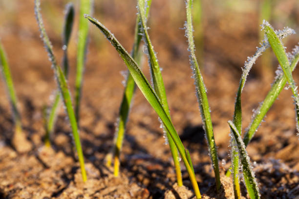istock new crop of wheat 1079096528