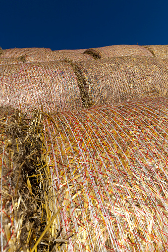 stacks of golden fresh straw stacked on the storage for preservation, close-up of agricultural activities