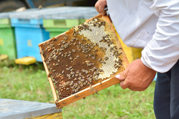 istock Work bees in hive Bees convert nectar into honey and close it in the honeycomb 1079101362
