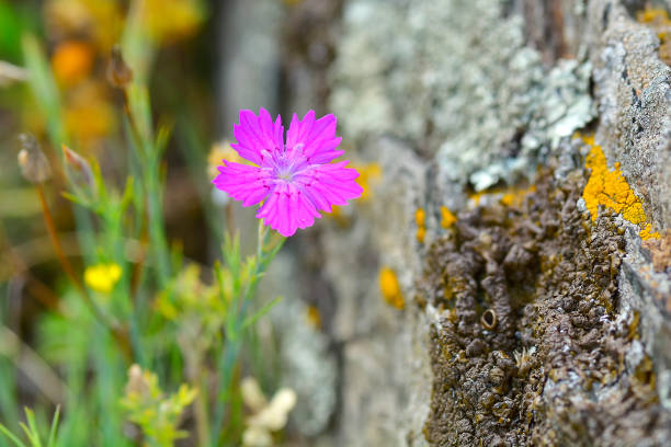 istock Pink carnation (Dianthus carthusianorum) flowers. Close up. 1079102808