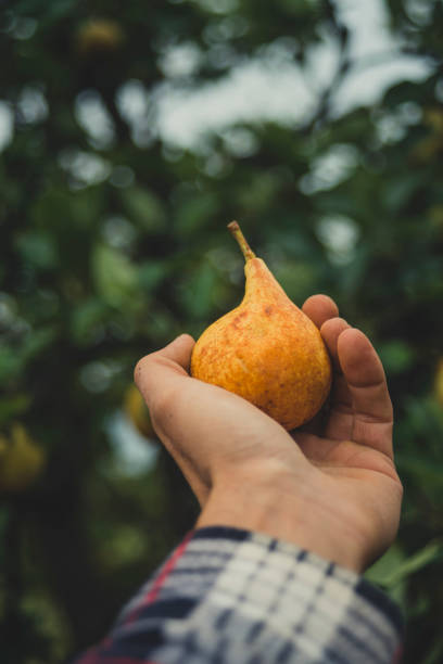 istock Yellow pear in man hand 1079102872