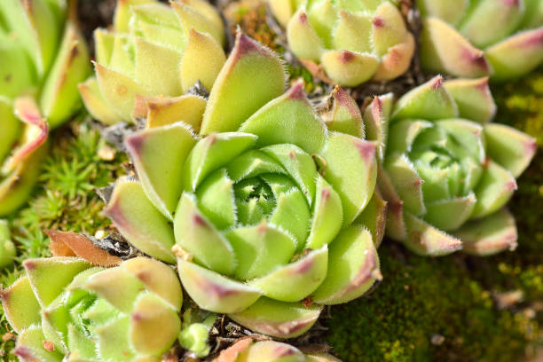Close up of a Echeveria agavoides, the molded-wax agave Close up of a Echeveria agavoides, the molded-wax agave echeveria stock pictures, royalty-free photos & images