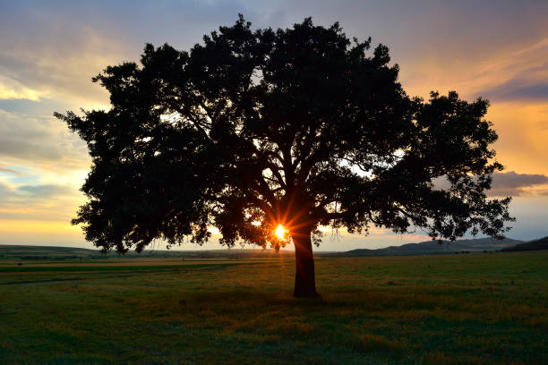 istock Beautiful and old Oak at the sunset 1079105456