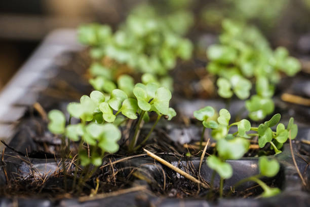 istock Growing vegetable plant seed in plastic box pots 1079109122