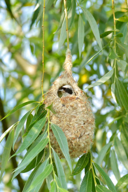istock Bird Penduline Tit on a nest 1079112396