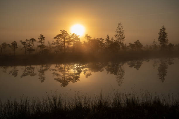 istock sunrise with mist in swamp bog area 1079112904