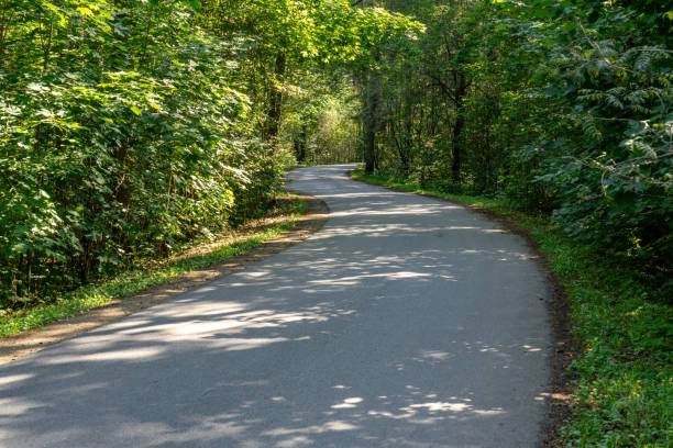 istock asphalt wavy road in forest in summer 1079112932