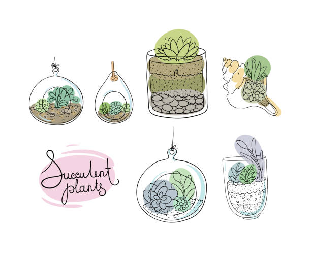glass terrariums with succulents set. Vector terrarium stock illustrations