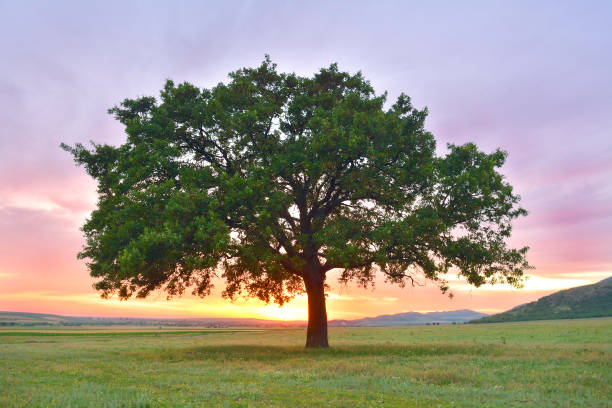 istock Beautiful and old Oak at the sunset. processed in Nik Color Efex Pro 1079113430