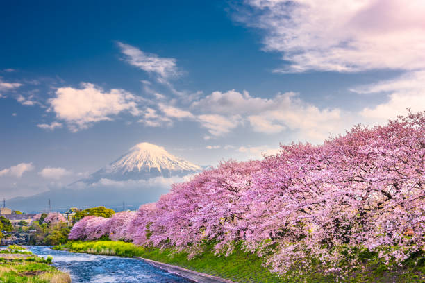 istock Mt. Fuji, Japan spring landscape. 1079113704