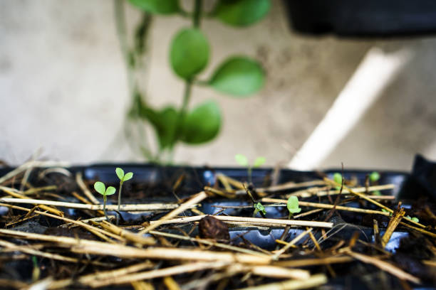 istock Growing vegetable plant seed in plastic box pots 1079114568