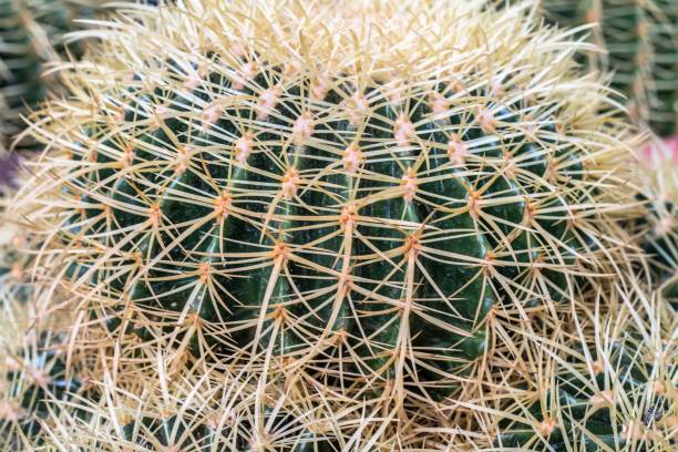 istock Close up thorns of cactus, Cactus Background 1079123210